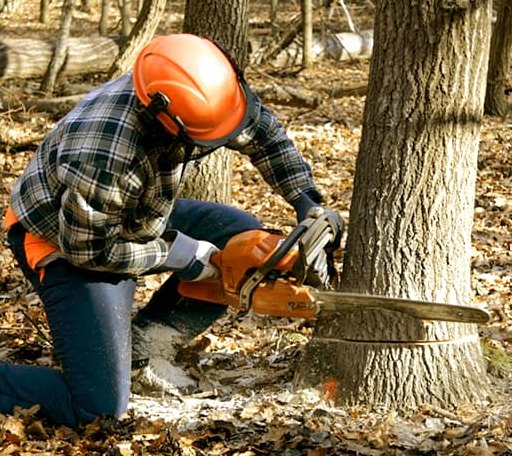 Tree Removal in Hinton, OK